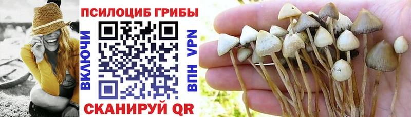Галлюциногенные грибы Psilocybe  где продают   Починок 